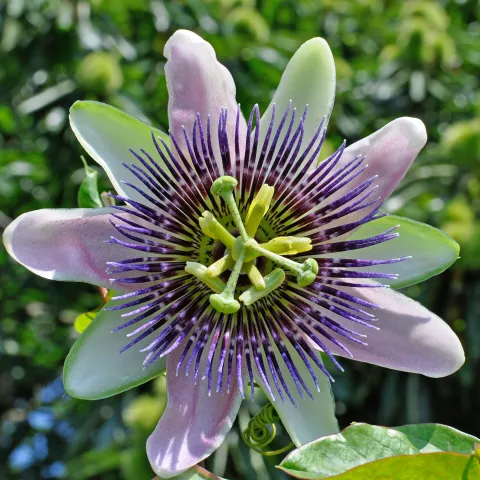 Passionsblume