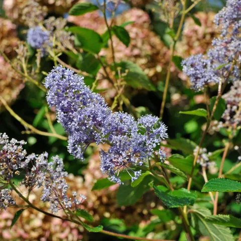 Insel Mainau / Marketing Blaue Säckelblume