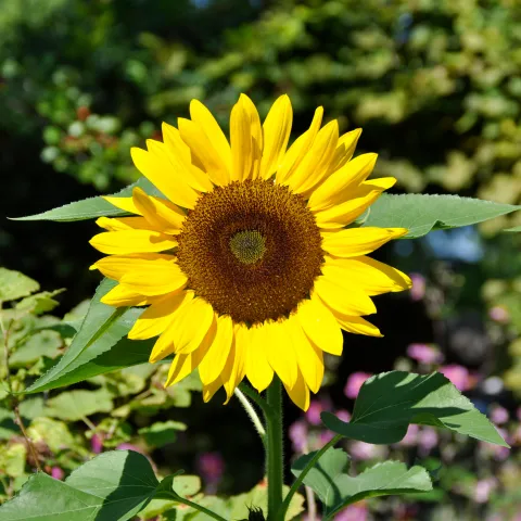 Sonnenblume auf der Insel Mainau