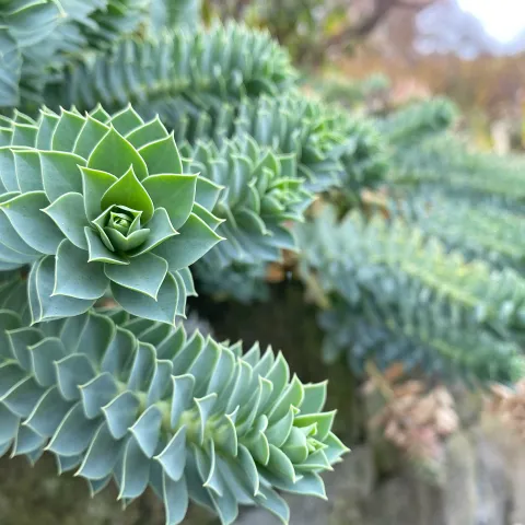 Walzen-Wolfsmilch im Staudengarten auf der Insel Mainau