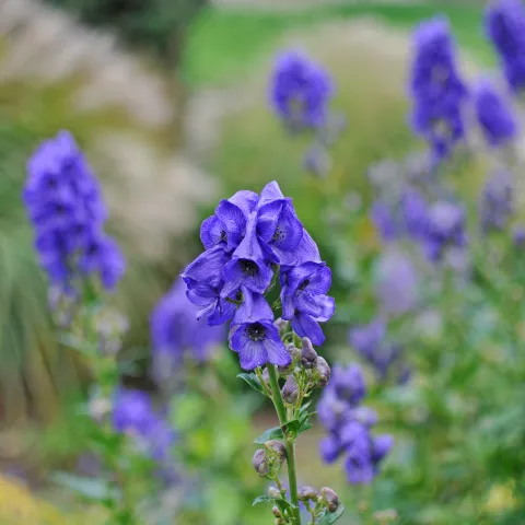 Blaue Eisenhut-Blüte