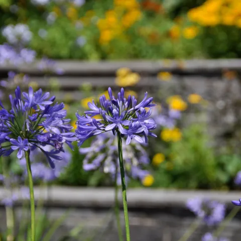 Afrikanische Schmucklilie mit blauvioletten Blüten
