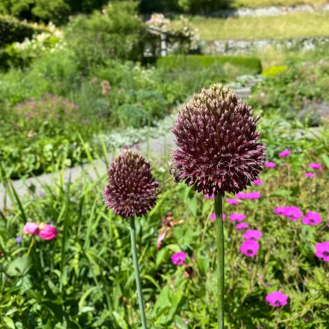 Insel Mainau / Marketing Bordeauxrote Blüte von Allium amethystinum im Staudengarten auf der Insel Mainau