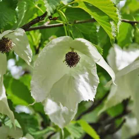 Zweig mit mehreren Taschentuchbaums-Blüten mit weißen Hochblättern und braunen Blütenständen vor grünem Laub