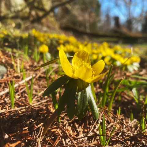 Nahaufnahme einer gelben Winterlingblüte mit grünen Blättern auf dem Waldboden im Sonnenlicht