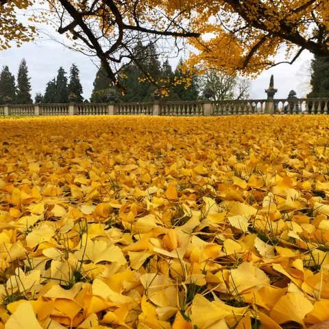 Gelbe Ginkgoblätter bedecken den Boden 