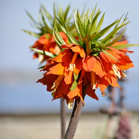 Nahaufnahme einer orangefarbenen Kaiserkrone mit grünen Blättern vor unscharfem Hintergrund mit weiteren Pflanzen