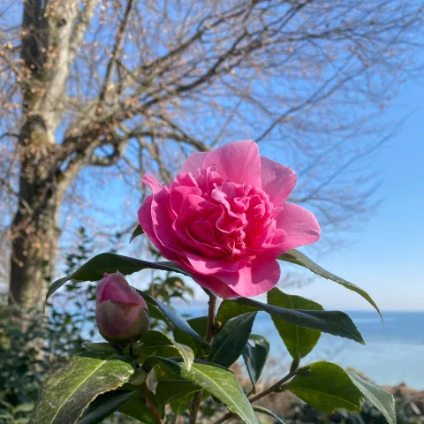 Nahaufnahme einer pinken Kamelienblüte mit Knospen vor einem Baum und blauem Himmel