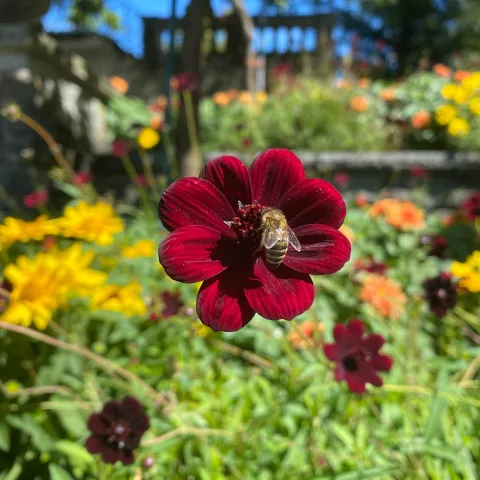 Dunkelrote Blüte der Schokoladen-Kosmee mit Biene