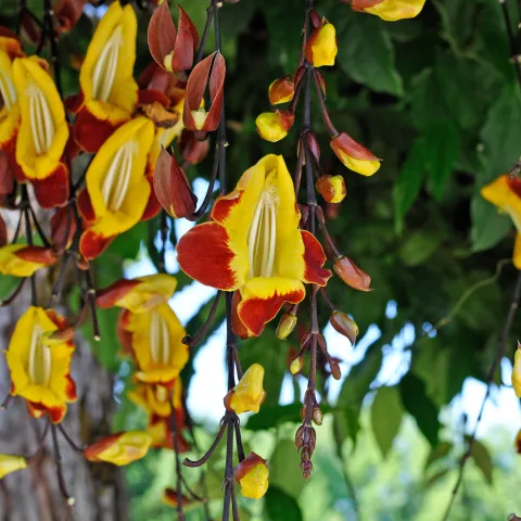 Blüten der Indischen Thunbergie