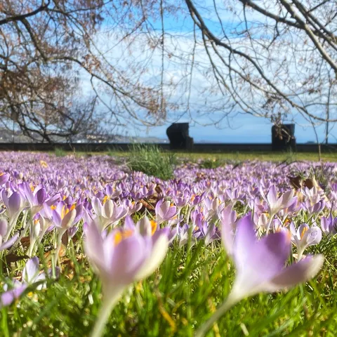 Insel Mainau / Marketing Elfen-Krokusse im Ufergarten von der Insel Mainau