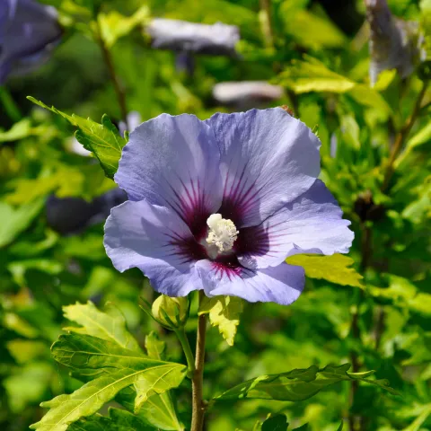 Violettblaue Hibiskusblüte
