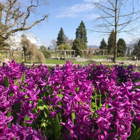 Blühendes Beet mit violetten Hyazinthen vor Parklandschaft mit Bäumen und Pergola