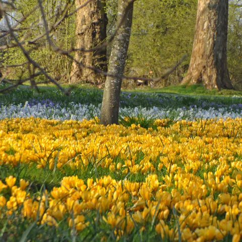 Wiese mit gelben und weißen Krokussen vor Bäumen im Hintergrund