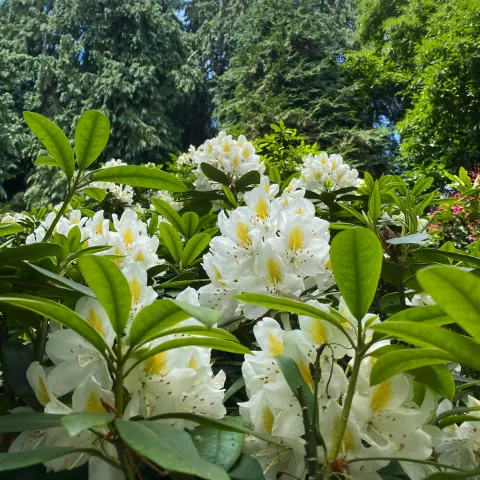 Insel Mainau / Marketing Weiße Rhododendronblüte