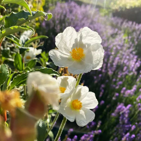 Weiße Zistrose vor Lavendelbüschen im Sonnenschein