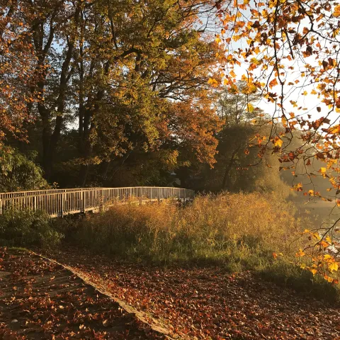 Brücke zur Insel Mainau im Herbst