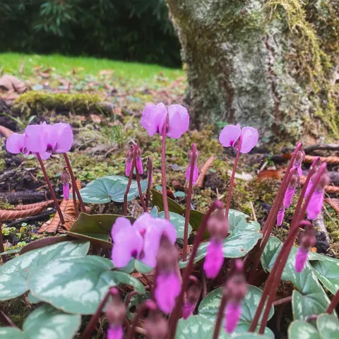 Mehrere violette Alpenveilchen mit herzförmigen Blättern wachsen am Boden vor einem Baumstamm mit Moos