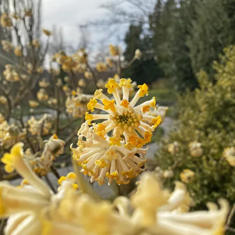 Blüten des Japanischen Papierstrauchs