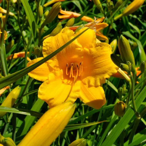 Insel Mainau / Marketing Gelbe Taglilienblüte