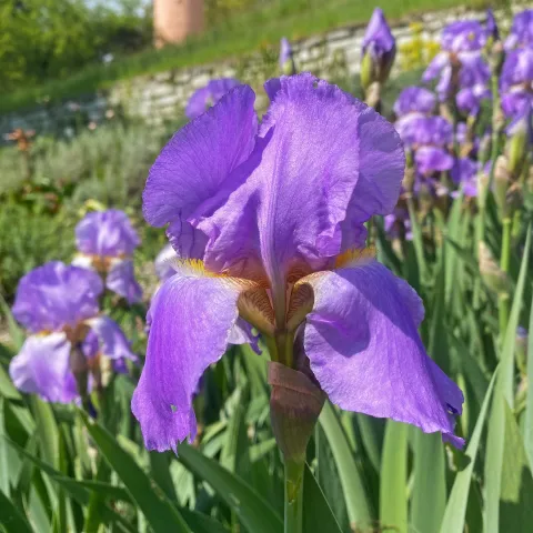 Violette Schwertlilie