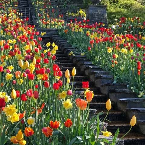 Insel Mainau / Marketing Narzissen und Tulpen an der Italienischen Blumen-Wassertreppe