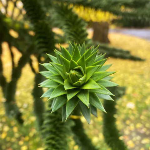 Araukarie auf der Insel Mainau