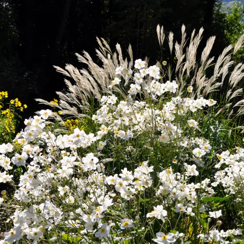 Insel Mainau / Marketing Herbst-Anemonen im herbstlichen Gegenlicht in Kombination mit Gräsern