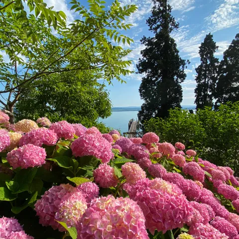Insel Mainau / Marketing Rosa Hortensienblüten vor Bodensee-Kulisse