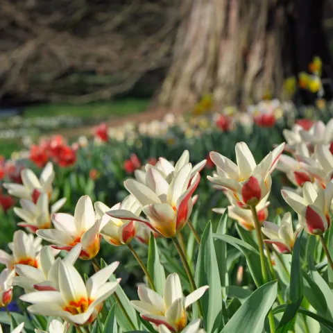 Frühe Tulpensorte blüht auf Wiese