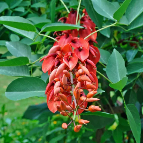 Blütenstand des Nationalbaum Argentiniens, der Korallenbaum