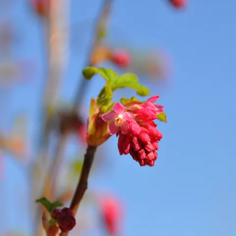 Nahaufnahme einer roten Blüte der Blut-Johannisbeere vor blauem Himmel 