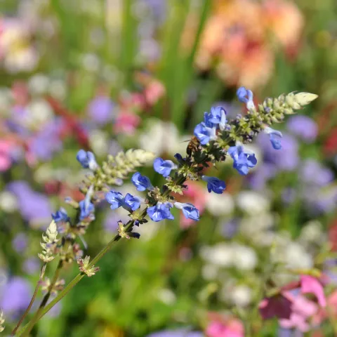 Insel Mainau / Marketing Blaue Blüten der Hummelsschaukel