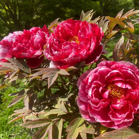 Drei große, rot-rosa Pfingstrosenblüten mit gelben Staubgefäßen an einem Strauch mit grünen Blättern
