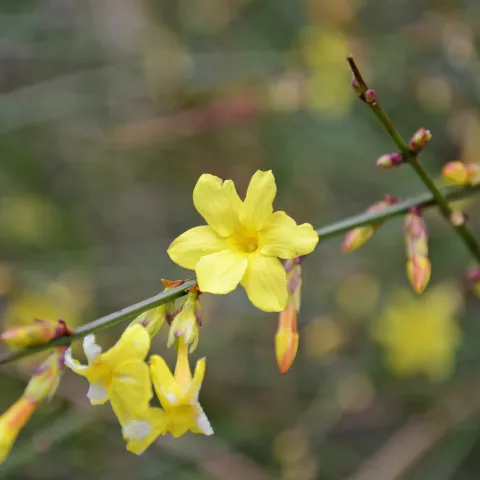 Zweig mit gelben Winterjasminblüten und Knospen vor unscharfem Hintergrund