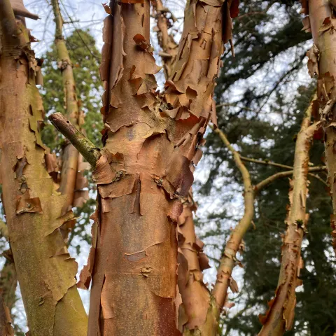 Rindenstruktur des Zimt-Ahorns im Winter