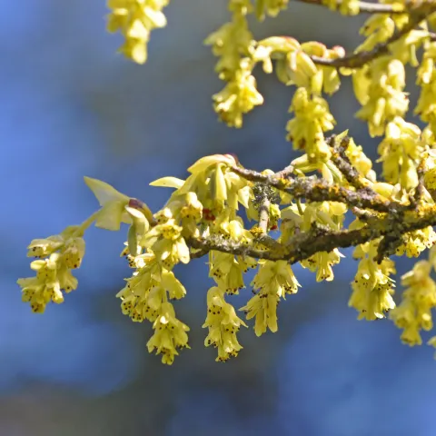 Zweig mit hängenden, glockenförmigen gelben Blüten vor blauem Himmel