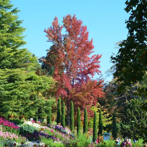 Insel Mainau / Marketing Amberbaum mit Herbstfärbung