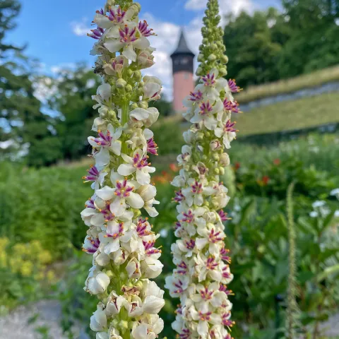 Insel Mainau / Marketing Zwei Chaix-Königskerzen im Staudengarten auf der Insel Mainau