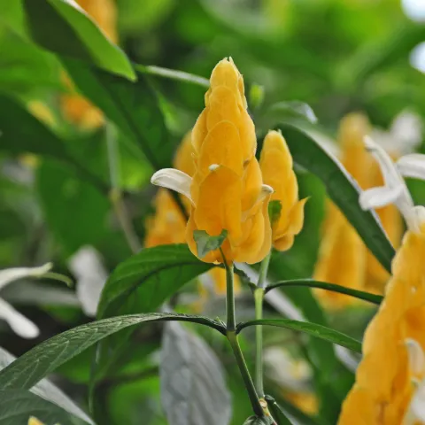 Dichtähre im Schmetterlingshaus auf der Insel Mainau