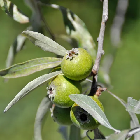 Insel Mainau / Marketing Frucht der Weidenblättrigen Birne