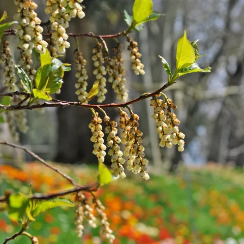 Zweig mit hängenden Blütenrispen und frischen Blättern vor unscharfem Hintergrund mit bunten Blumen
