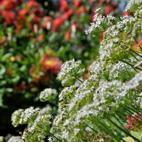 Schnitt-Knoblauch mit weißen Blüten