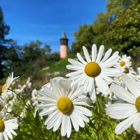 Weiße Herbst-Margeriten