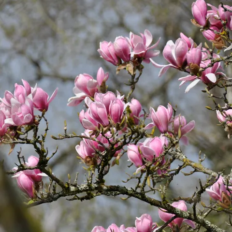 Zweig eines Magnolienbaums mit mehreren geöffneten rosa Blüten vor unscharfem Hintergrund