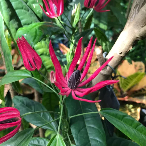 Nahaufnahme einer Pavonienblüte mit auffälligen, roten, fingerförmigen Blüten und grünen Blättern 