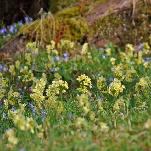 Gruppe von gelb blühenden Schlüsselblumen auf einer Wiese mit Moos und kleinen blauen Blüten im Hintergrund