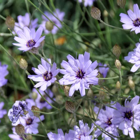 Blaue Rasselblumen