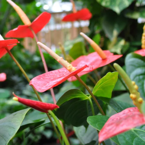 Nahaufnahme mehrerer roter Anthuriumblüten mit spitzen Blättern und gelblichen Blütenständen in einem Gewächshaus