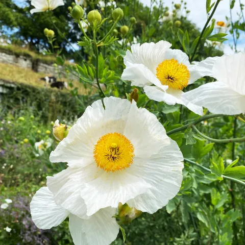Weiße Blüte des Kalifornischen Baummohnes
